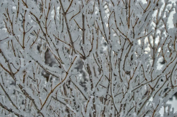 Tiro Hipnotizante Belos Ramos Cobertos Neve Floresta — Fotografia de Stock