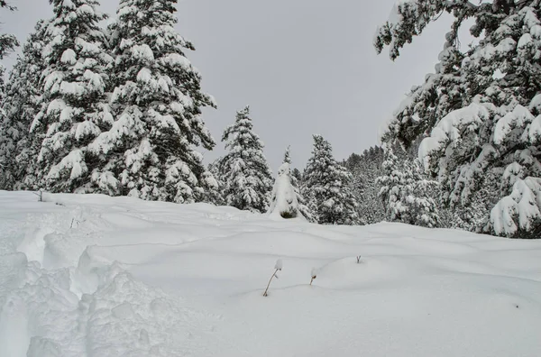 Eine Schöne Aufnahme Des Verschneiten Waldes Einem Wintertag — Stockfoto