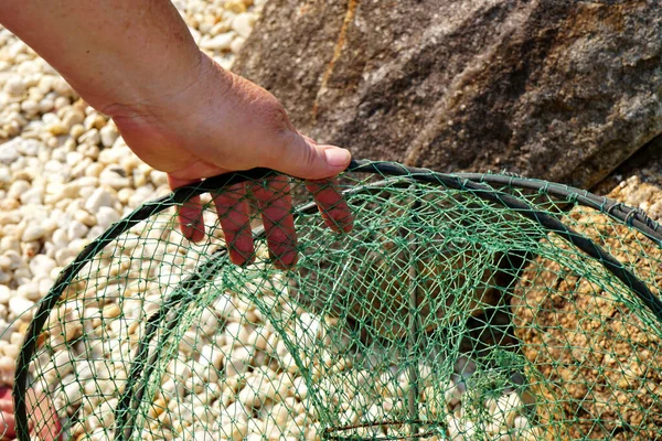 Uma Mão Segurando Uma Rede Caranguejo Praia — Fotografia de Stock