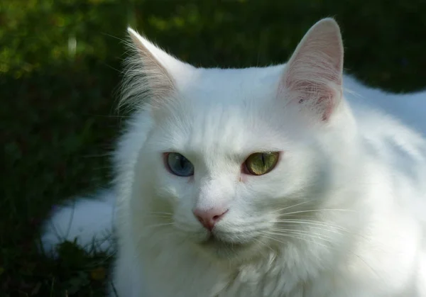 Tiro Foco Seletivo Gato Van Bonito Com Olhos Azuis Verdes — Fotografia de Stock