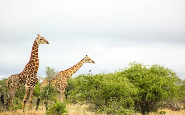 在南非的一个野生动物保护区里 一对长颈鹿正在游玩 — 图库照片