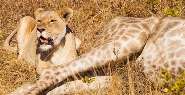 Een Afrikaanse Leeuwin Eet Een Giraffe Safari Een Zuid Afrikaans — Stockfoto