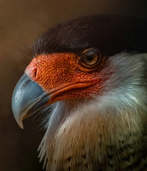 Retrato Caracara Crestas Del Sur Bajo Las Luces Con Fondo —  Fotos de Stock