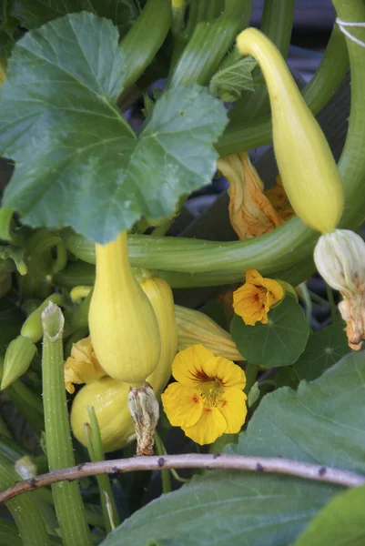 Närbild Vertikal Skott Växande Crookneck Squash Med Blommande Blommor Ett — Stockfoto