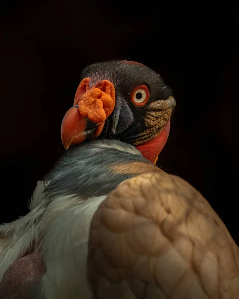Ritratto Avvoltoio Reale Sotto Luci Isolate Sfondo Nero — Foto Stock