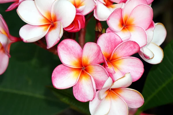 Bahçedeki Güzel Pembe Frangipani Çiçeklerinin Yakın Çekimi — Stok fotoğraf