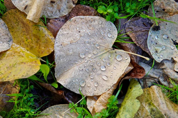 Herfst Bladeren Herfst Seizoen Flora — Stockfoto