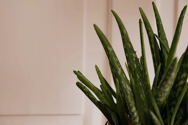 Primer Plano Una Planta Aloe Vera Maceta Una Habitación — Foto de Stock