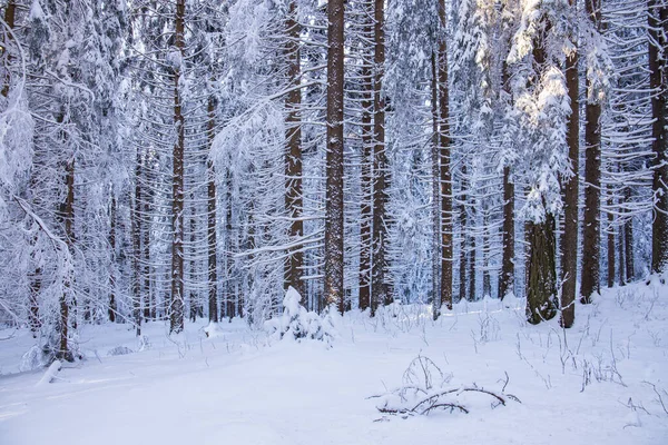 オーストリアの山の上の深い雪と凍った森 — ストック写真