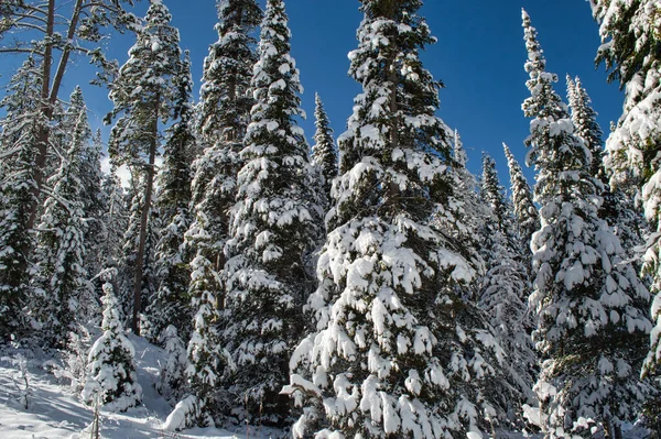 Una Hermosa Foto Del Bosque Cubierto Nieve Día Invierno — Foto de Stock