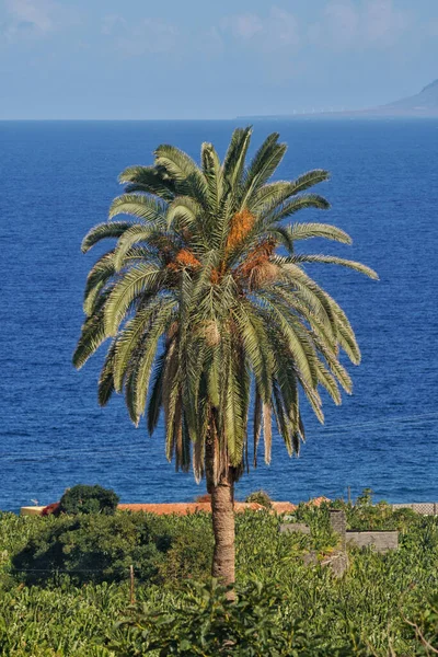 Вертикальный Снимок Пальмы Пляже — стоковое фото