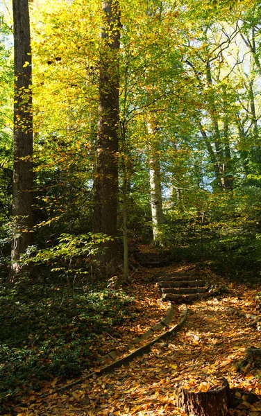 Ett Fascinerande Landskap Höstskogen — Stockfoto