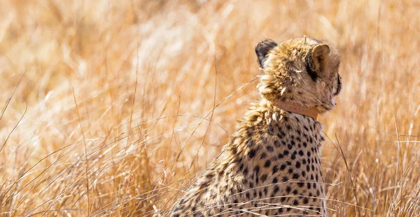 Een Oppervlakkige Focus Van Een Cheeta Met Een Tracking Halsband — Stockfoto