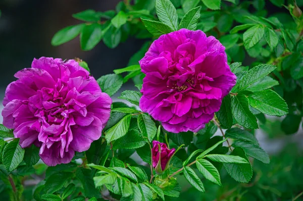 Eine Selektive Fokusaufnahme Blühender Strandrosen Einem Garten — Stockfoto