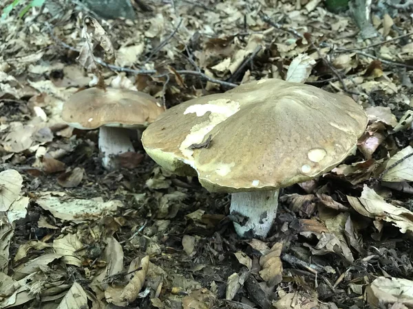 Een Hoge Hoek Close Shot Van Groeiende Schimmels Het Bos — Stockfoto