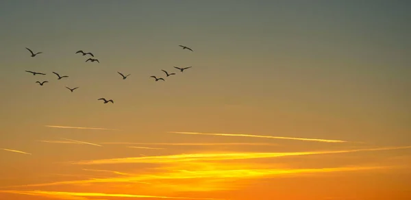 Krásný Pohled Hejno Ptáků Letících Pod Západem Slunce — Stock fotografie