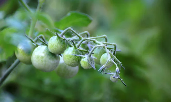 Eine Nahaufnahme Von Grünen Unreifen Tomaten Garten — Stockfoto