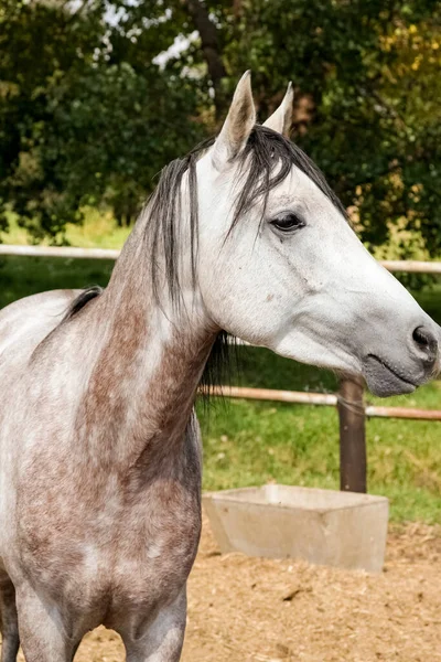 手作りの金属製フェンスの近くの農場で1頭の馬の垂直ショット — ストック写真