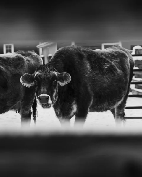 Tiro Escala Cinza Vacas Leiteiras Através Cerca Fazenda Durante Inverno — Fotografia de Stock