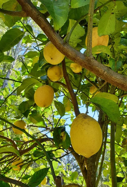 Вертикальний Знімок Стиглих Лимонів Звисають Дереві — стокове фото