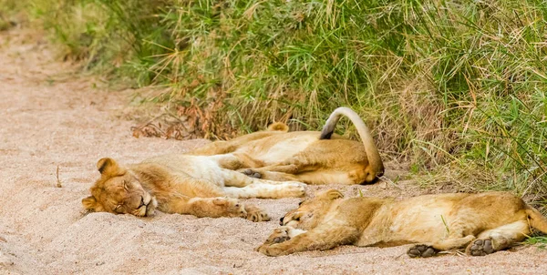 Ein Löwen Stolz Liegt Einem Wildgehege Auf Dem Boden — Stockfoto