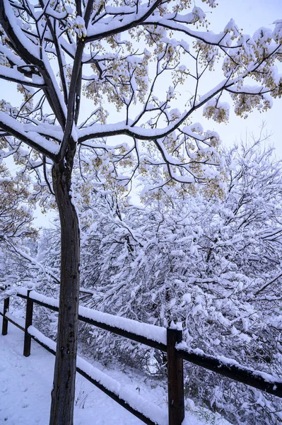 Vertikal Bild Trästaket Och Snötäckta Tallar Vintern — Stockfoto