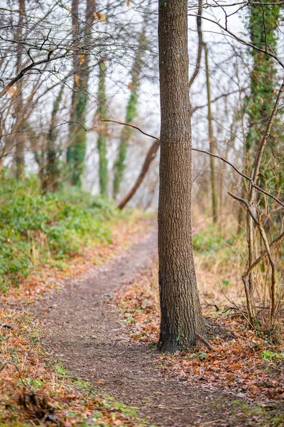 Muchos Árboles Por Carretera Con Muchas Hojas Caídas Otoño —  Fotos de Stock