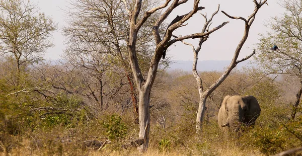 Egy Hatalmas Afrikai Elefánt Safari Dél Afrikában — Stock Fotó