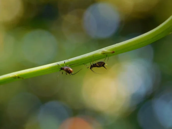Foto Close Dari Dua Serangga Pada Batang Hijau Pada Pengelompokan — Stok Foto