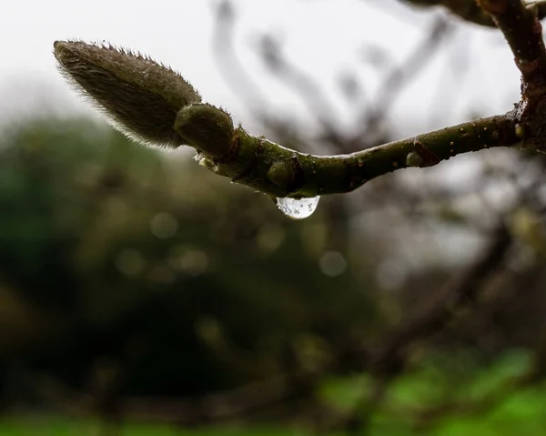 Detailní Záběr Divokých Rostlin — Stock fotografie