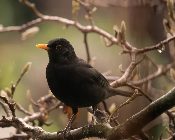 Gros Plan Adorable Merle Debout Sur Une Branche Arbre Sur — Photo