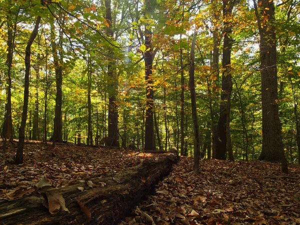 Okouzlující Scenérie Podzimního Lesa — Stock fotografie