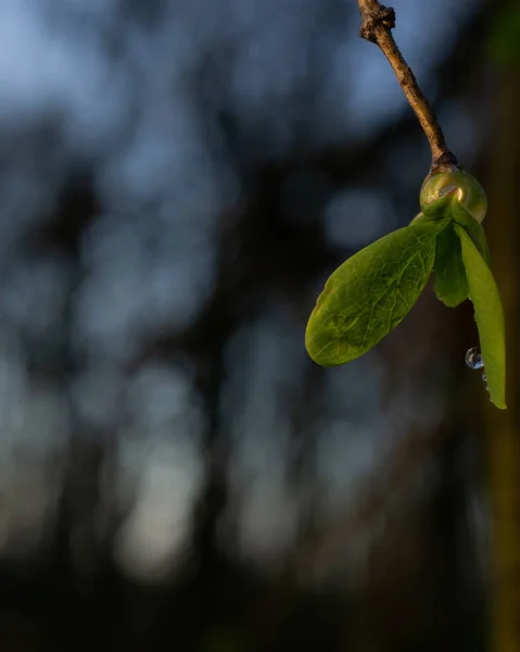 Yeşil Bir Bitkinin Yakın Plan Çekimi — Stok fotoğraf