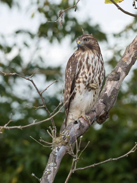 Colpo Clsoeup Falco Sull Albero — Foto Stock