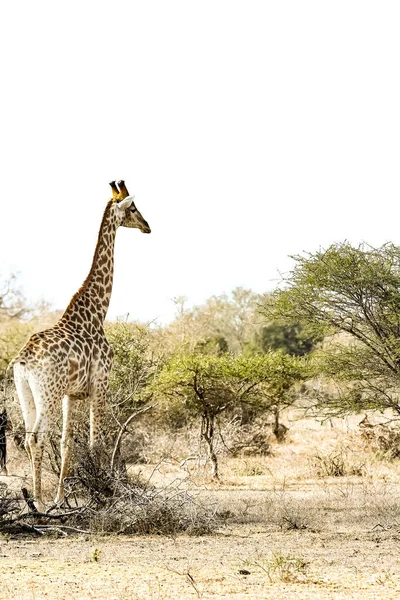 Plan Vertical Une Girafe Mignonne Haute Sur Safari Afrique Sud — Photo