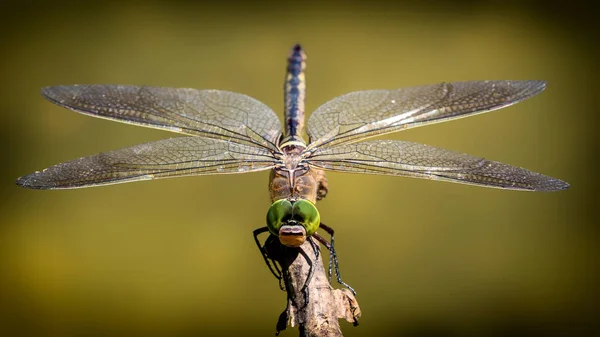 Shallow Focus Shot Dragonfly Wooden Stick — Stock Photo, Image