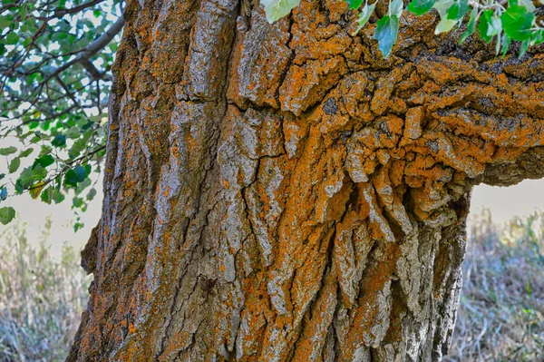 木の樹皮の選択的焦点ショット — ストック写真