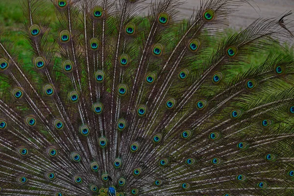 Closeup Shot Beautiful Elegant Peacock Feathers — Stock Photo, Image