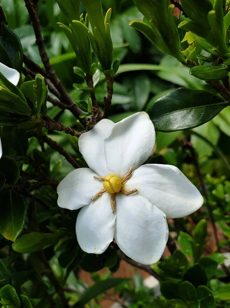 Ένα Κάθετο Πλάνο Από Λευκό Λουλούδι Γαρδένιας Στον Κήπο — Φωτογραφία Αρχείου
