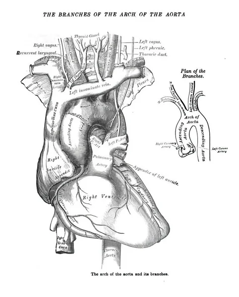 Een Structuur Van Een Menselijk Hart Uit Een Atlas Van — Stockfoto