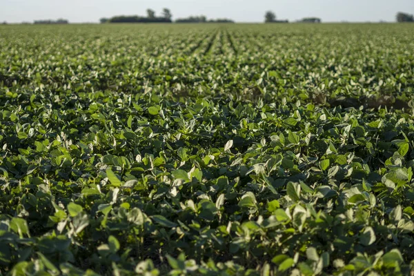 Ein Schuss Sojablätter Der Einem Landwirtschaftlichen Feld Wächst — Stockfoto