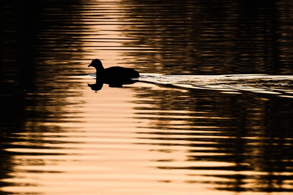 Duck Swimming Lake Alone Sunset — Stock Photo, Image