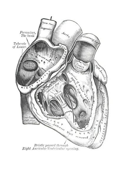 Uma Estrutura Coração Humano Partir Atlas Anatomia Humana Isolado Fundo — Fotografia de Stock