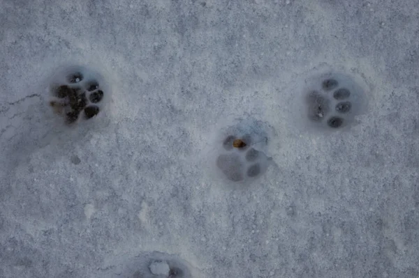 Vysokoúhlý Záběr Psa Nebo Kočičí Tlapky Sněhu — Stock fotografie