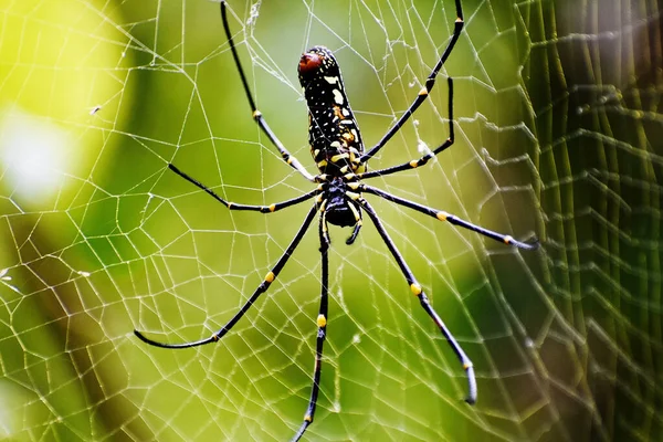 Selective Focus Shot Spider Making Spiderweb Tree Branches — Stock Photo, Image