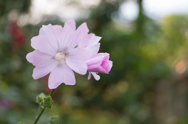 Close Rosa Florescendo Flores Malva Almíscar — Fotografia de Stock