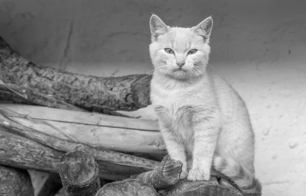 Uno Scatto Scala Grigi Simpatico Gatto Seduto Sui Pezzi Legno — Foto Stock