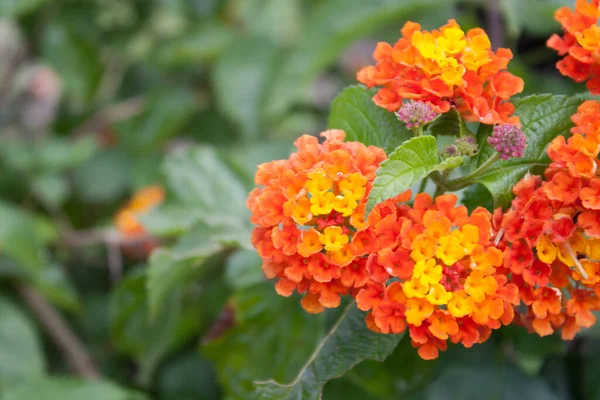 Gros Plan Belles Fleurs Jaune Orangé Lantana — Photo