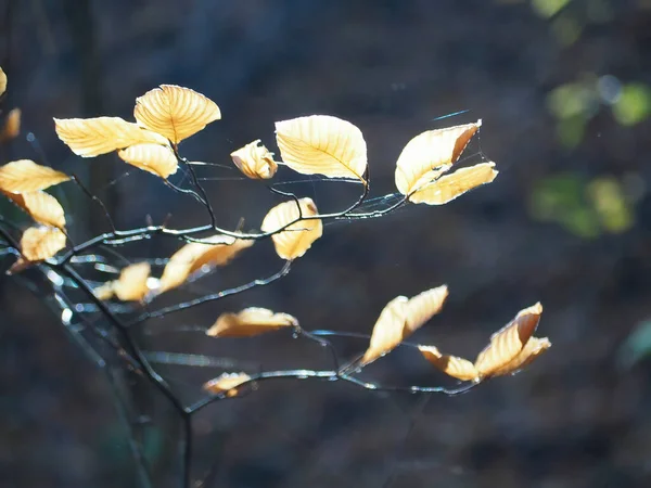一张美丽秋天的特写照片挂在树枝上 — 图库照片