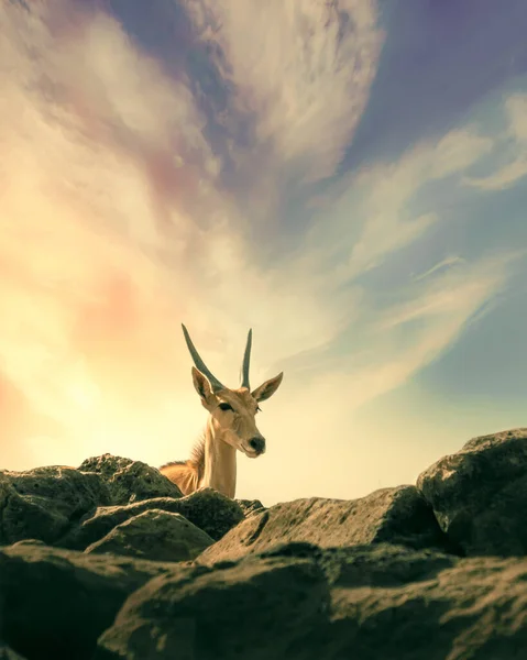 Pionowe Ujęcie Przylądka Bushbuck Otoczony Kamieniami Pod Jasnym Słońcem — Zdjęcie stockowe